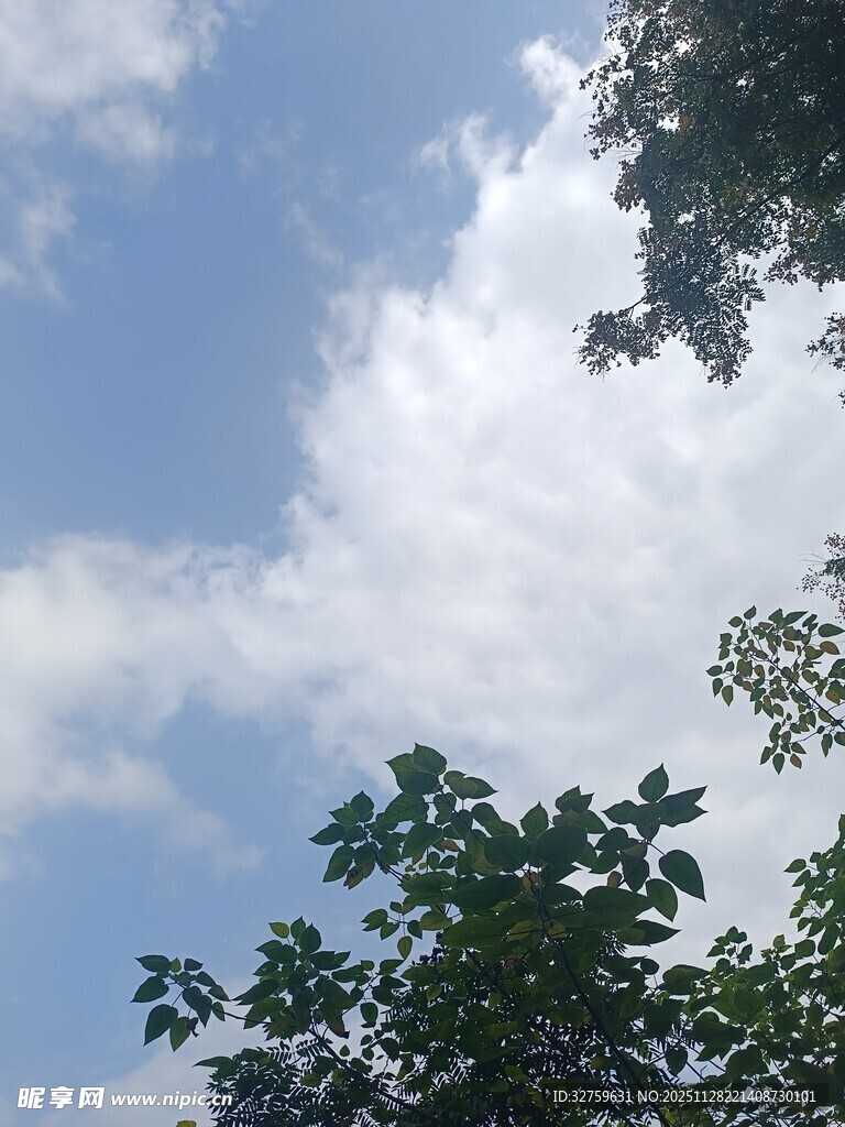 蓝天绿树间的纯净天空