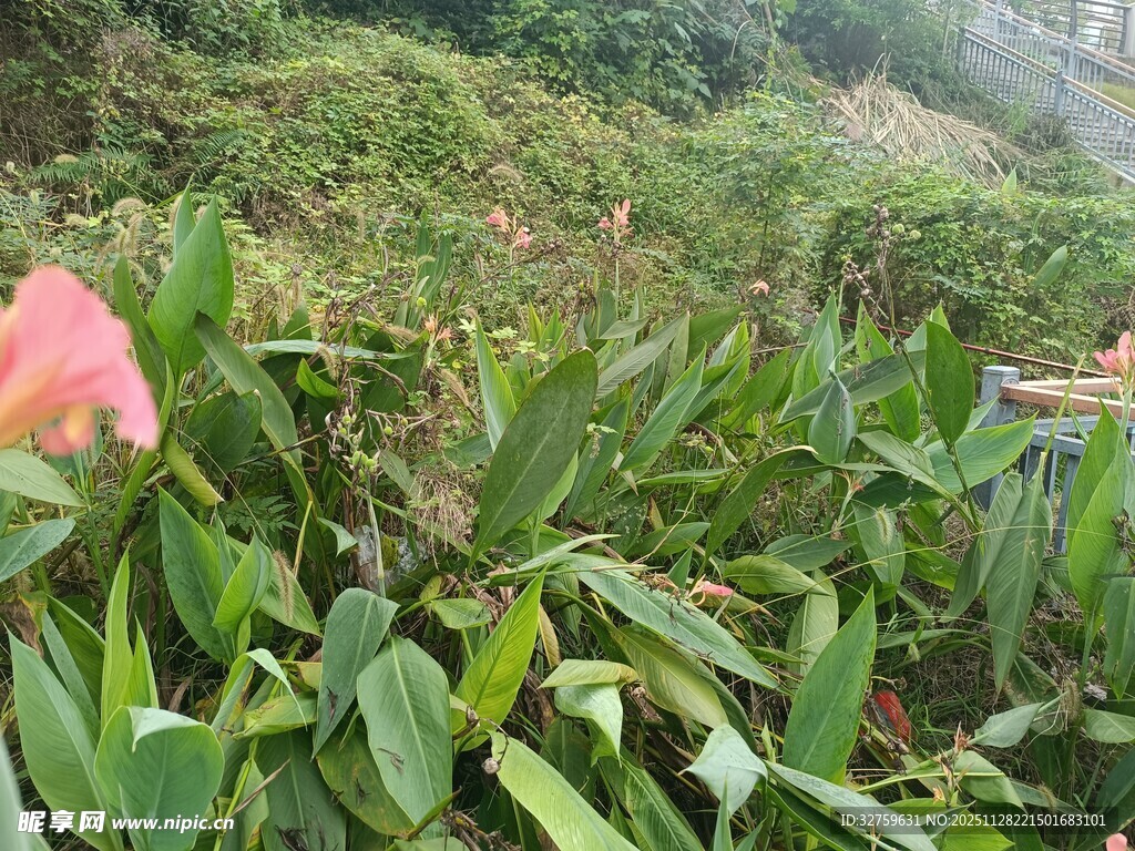绿叶丛中的娇艳花朵
