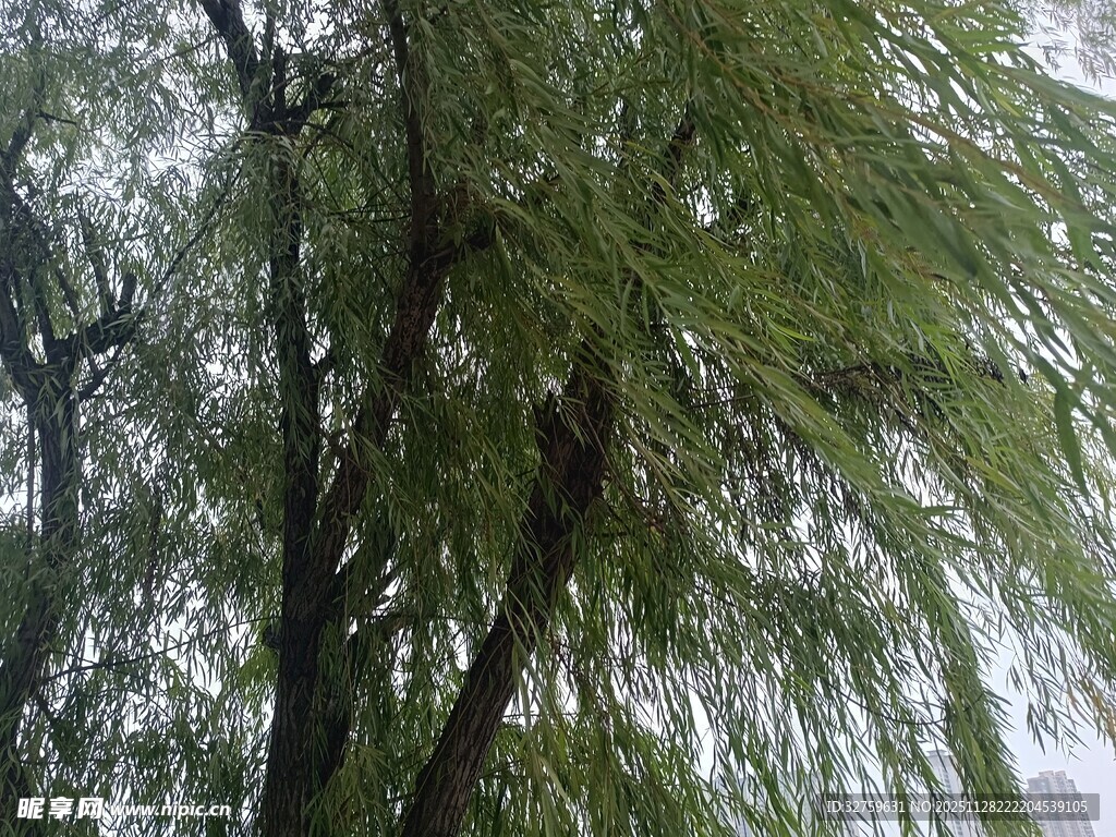 垂柳枝头绿意浓