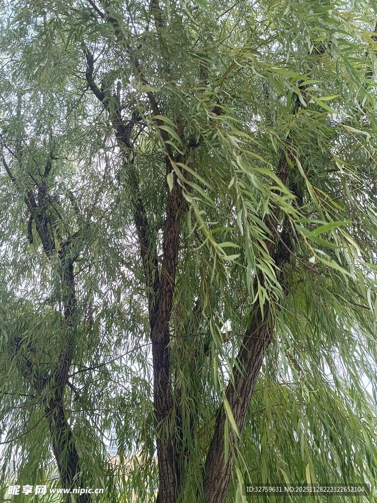 垂柳枝叶繁茂的美丽景象