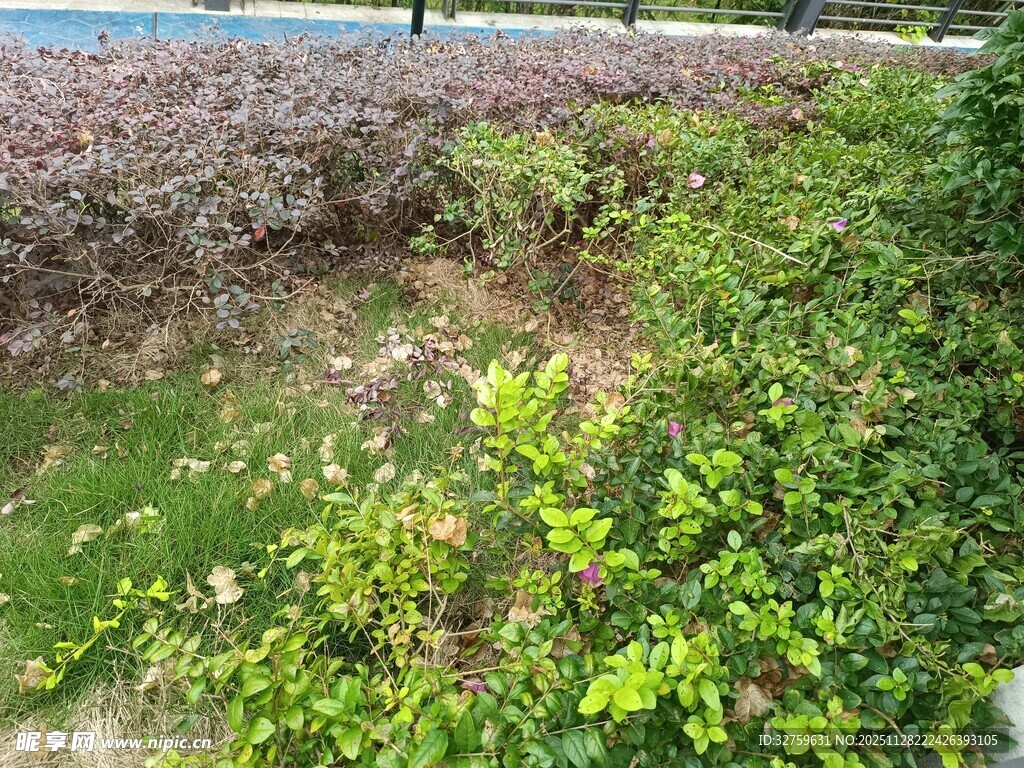 路边繁茂绿植景观
