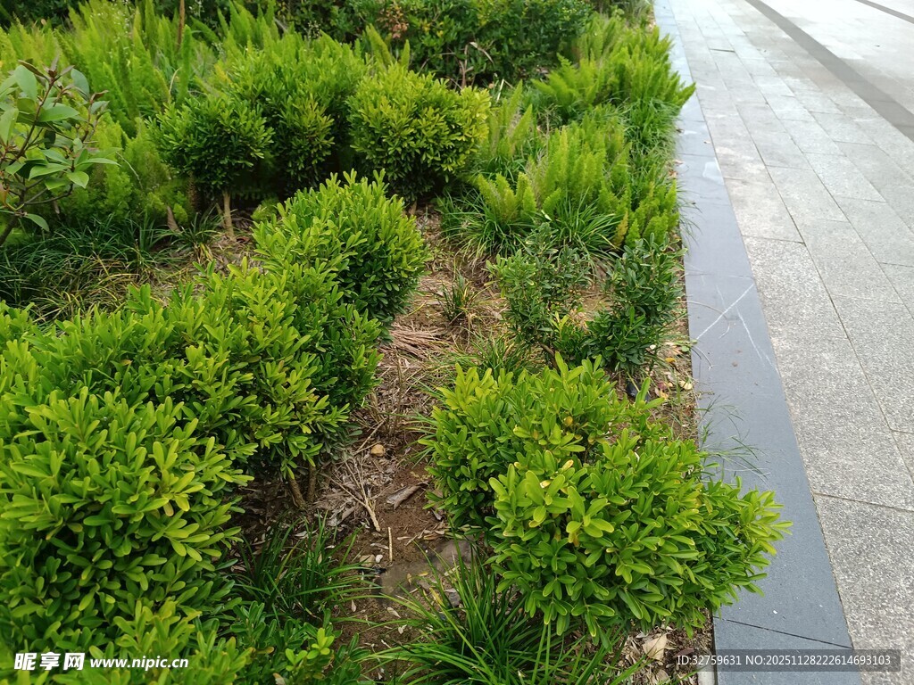 路边绿植景观