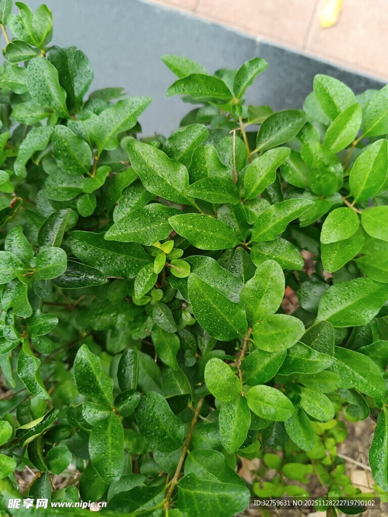 翠绿繁茂的绿植景观
