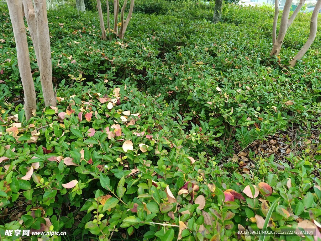 绿叶间多彩植物景观
