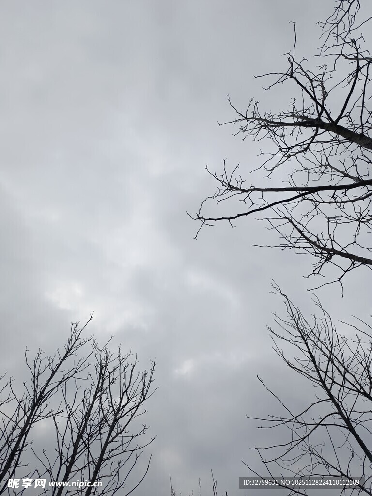 阴天枯树景象