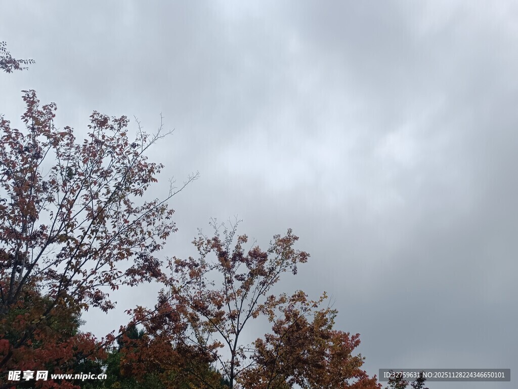 阴天下的树木枝叶