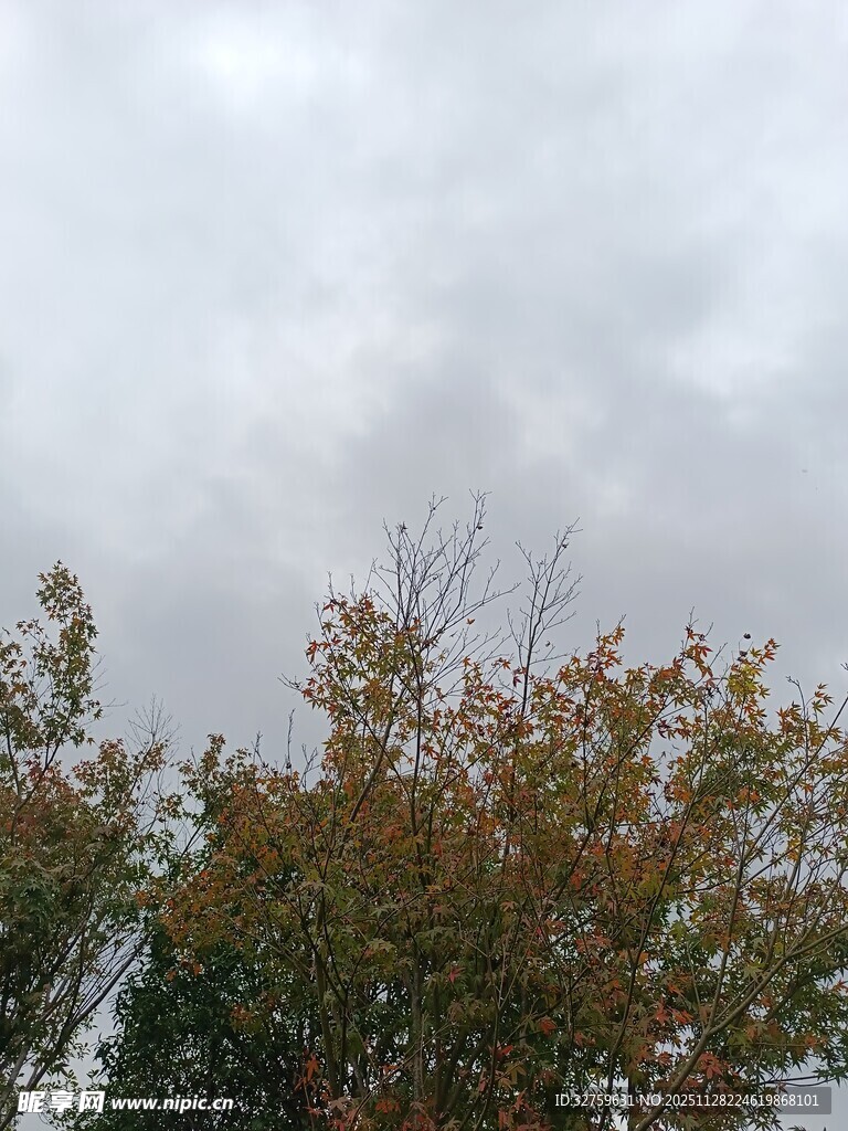 秋日树梢上的灰蒙天空