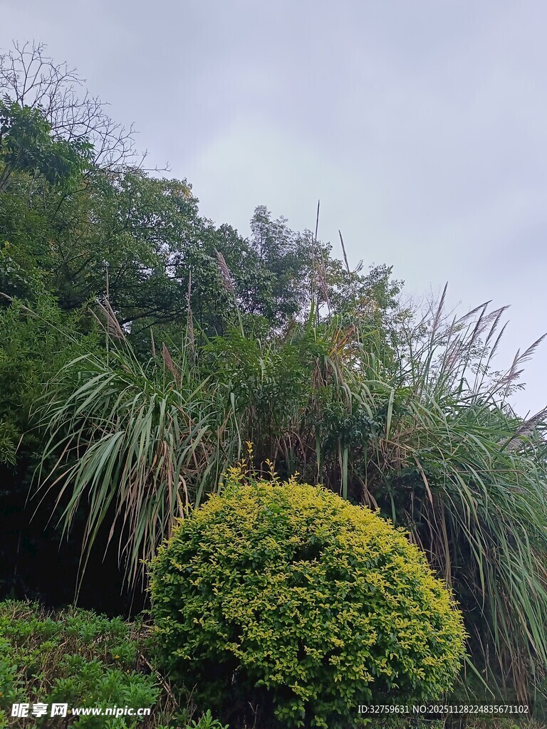 绿意盎然的植物景观