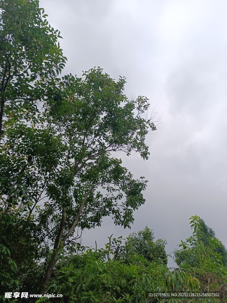 阴天中的葱郁树木