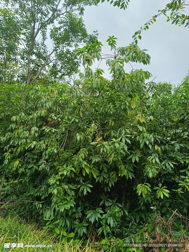 茂密绿植景观