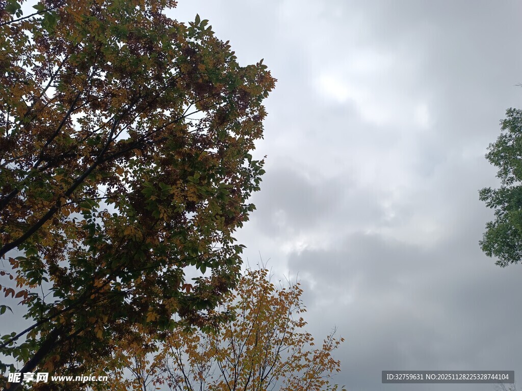 阴天中的树木景观