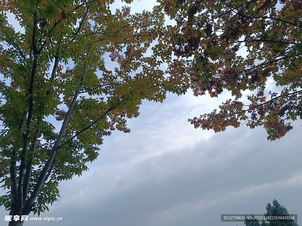 秋日树梢与朦胧天空