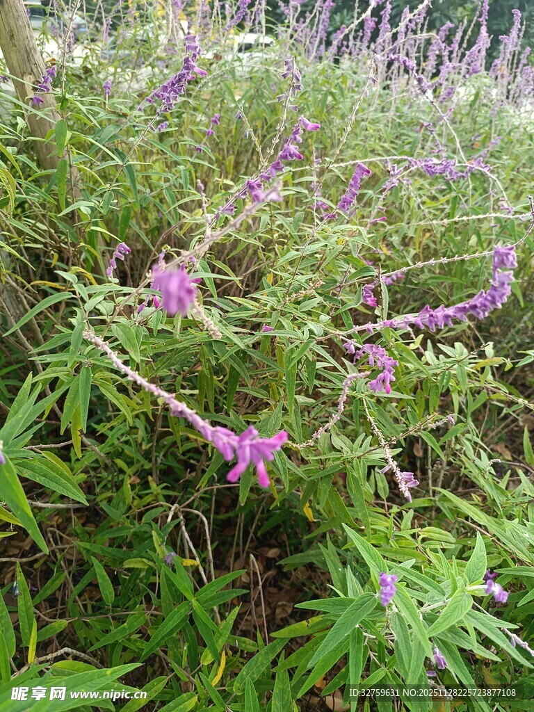 紫色野花绽放于草丛间