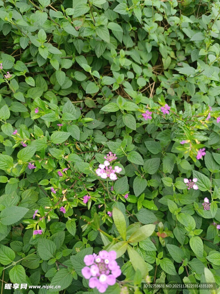 绿叶丛中的娇艳粉花