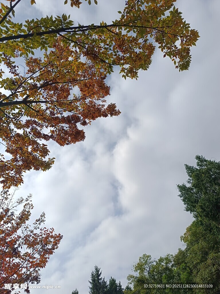 秋日树梢与天空美景