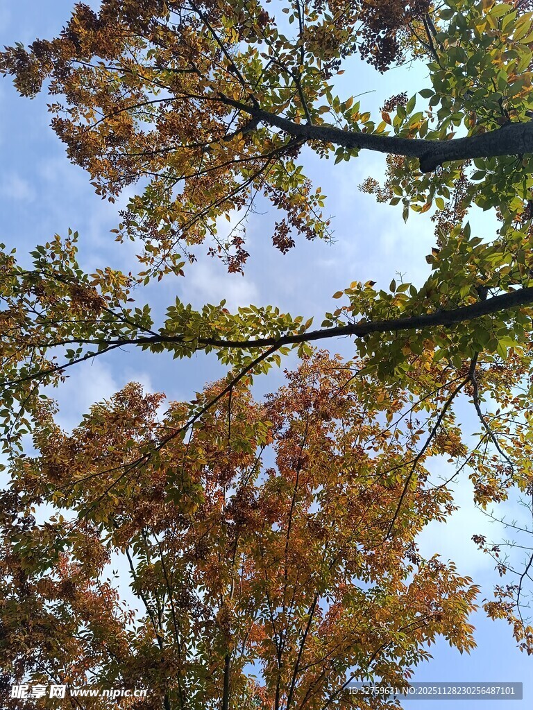 秋日仰拍斑斓树冠景色