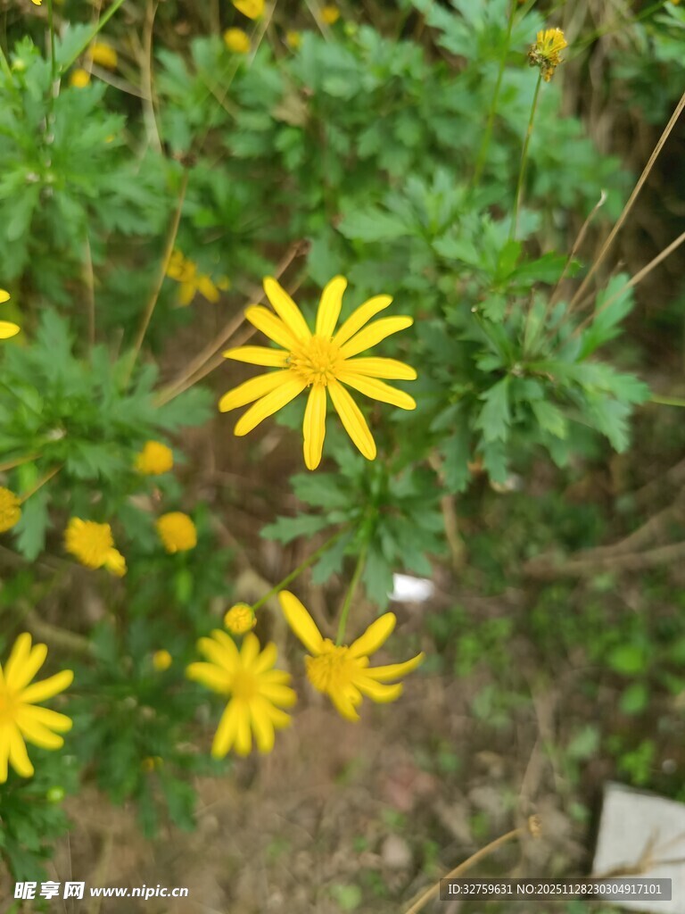 黄色小花绽放于绿叶间