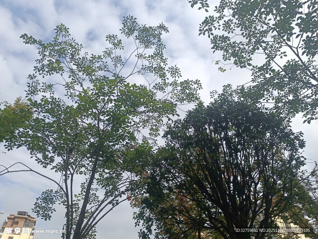 蓝天白云下的葱郁树木