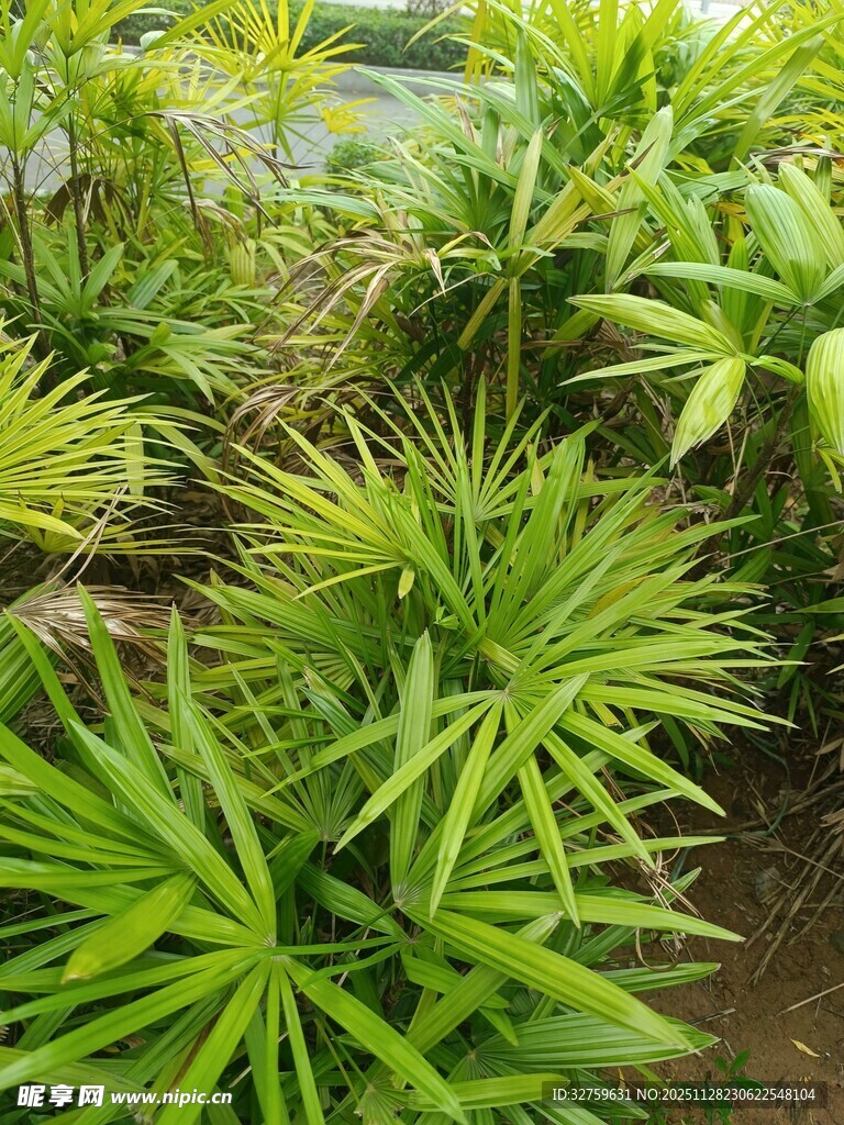 翠绿繁茂的植物景观