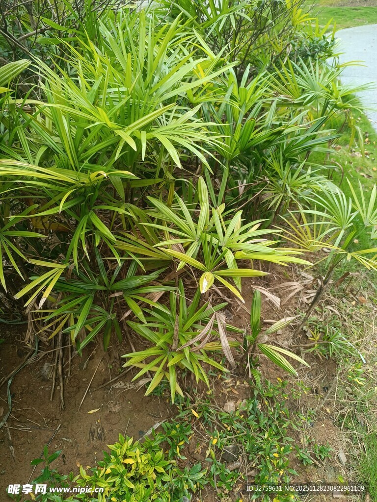 翠绿繁茂的热带植物景观