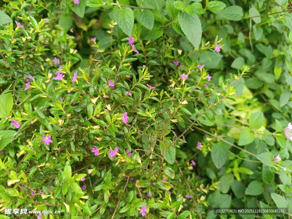 绿叶丛中的粉色小花