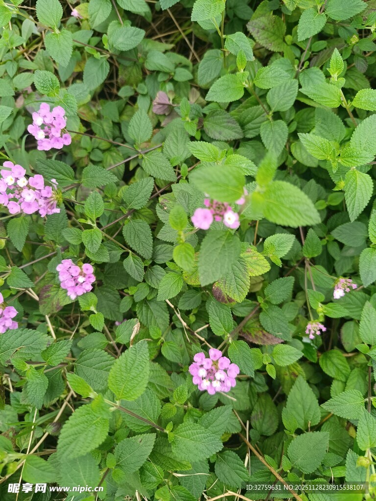 绿叶丛中的粉色小花