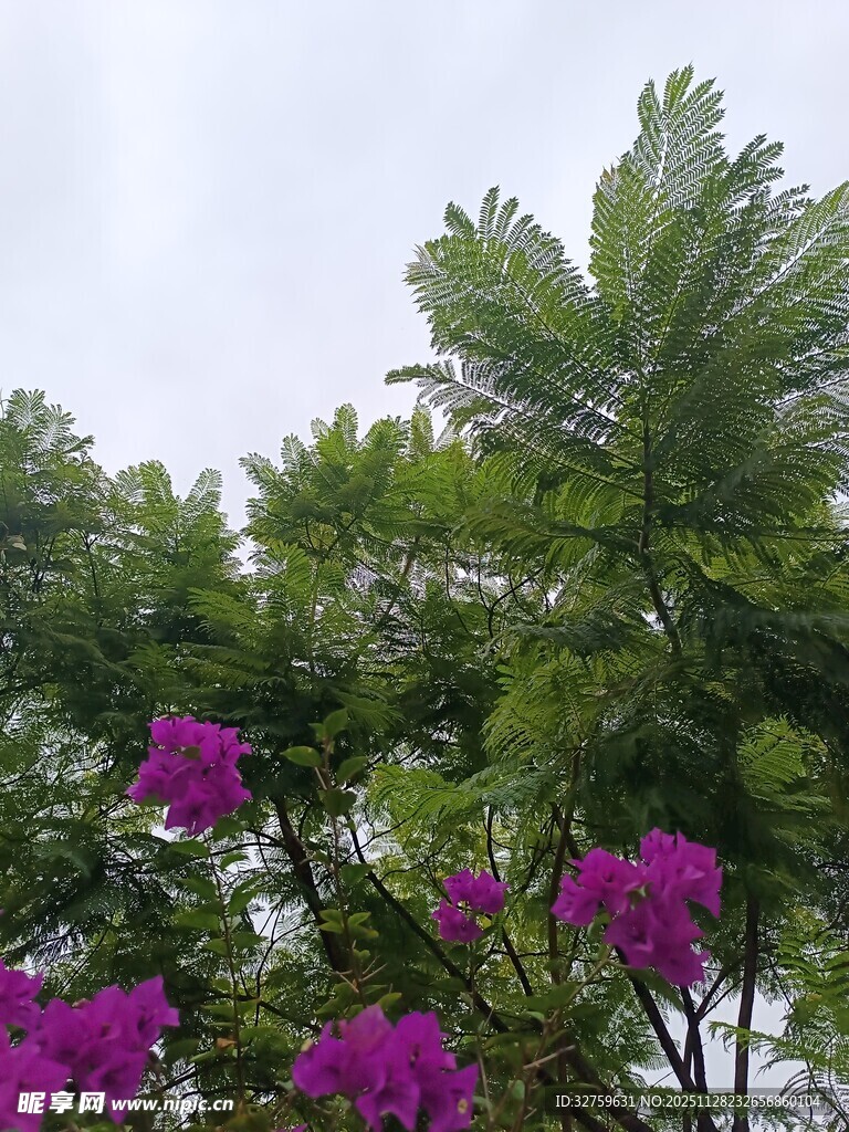 紫花绿树相映成趣