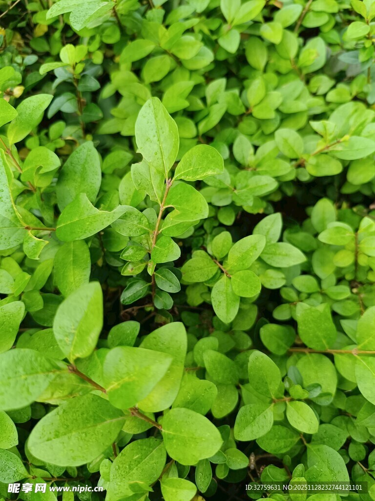 翠绿繁茂的鲜嫩植物叶片