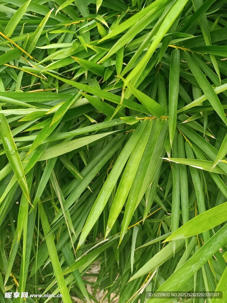 翠绿竹叶特写