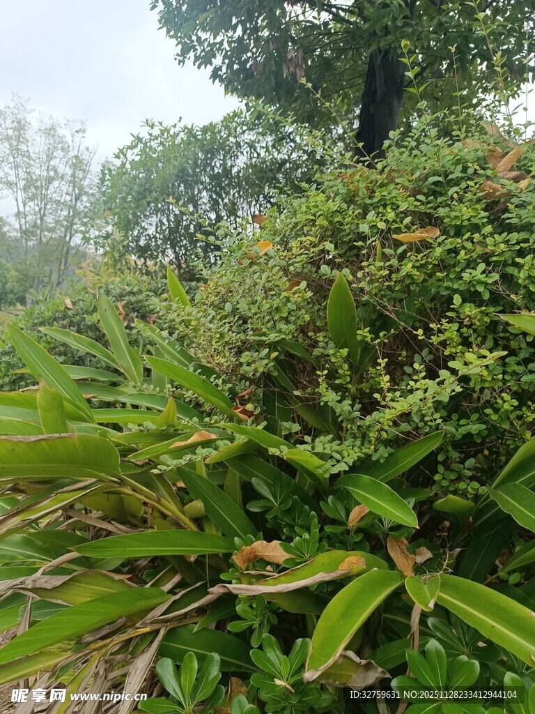 茂密绿植景观