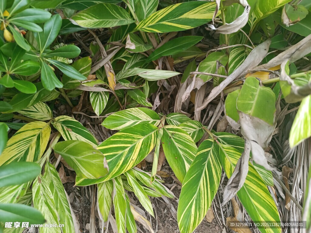 黄绿相间叶片植物特写