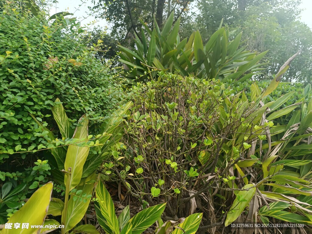 绿意盎然的繁茂植物景观