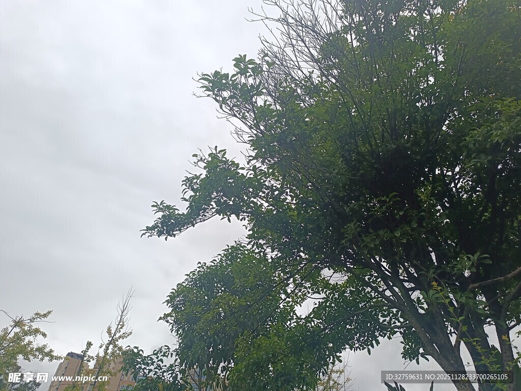 阴天中的葱郁树木