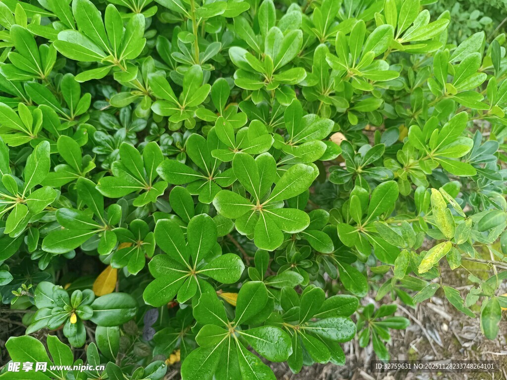 翠绿繁茂的灌木丛