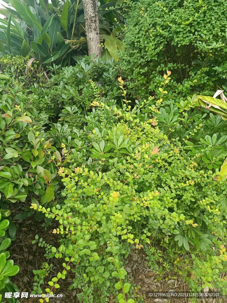 繁茂绿植景观