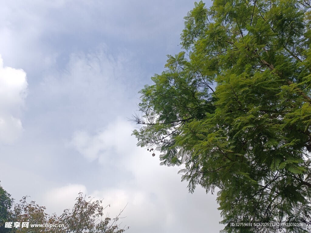 蓝天白云下的葱郁绿树