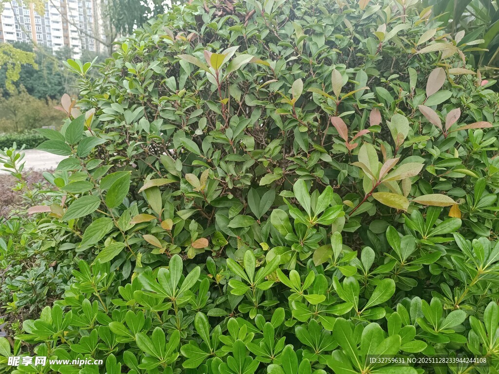 绿叶繁茂的灌木丛