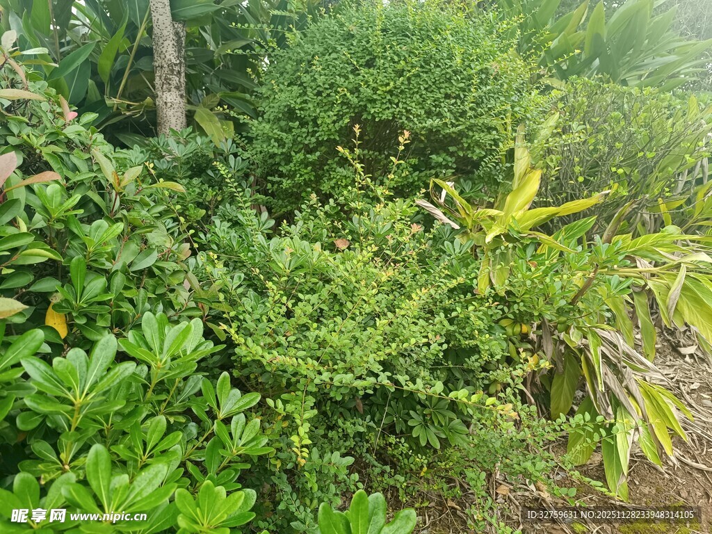 繁茂绿植景观