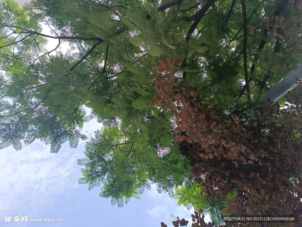 仰视茂密树林绿意盎然