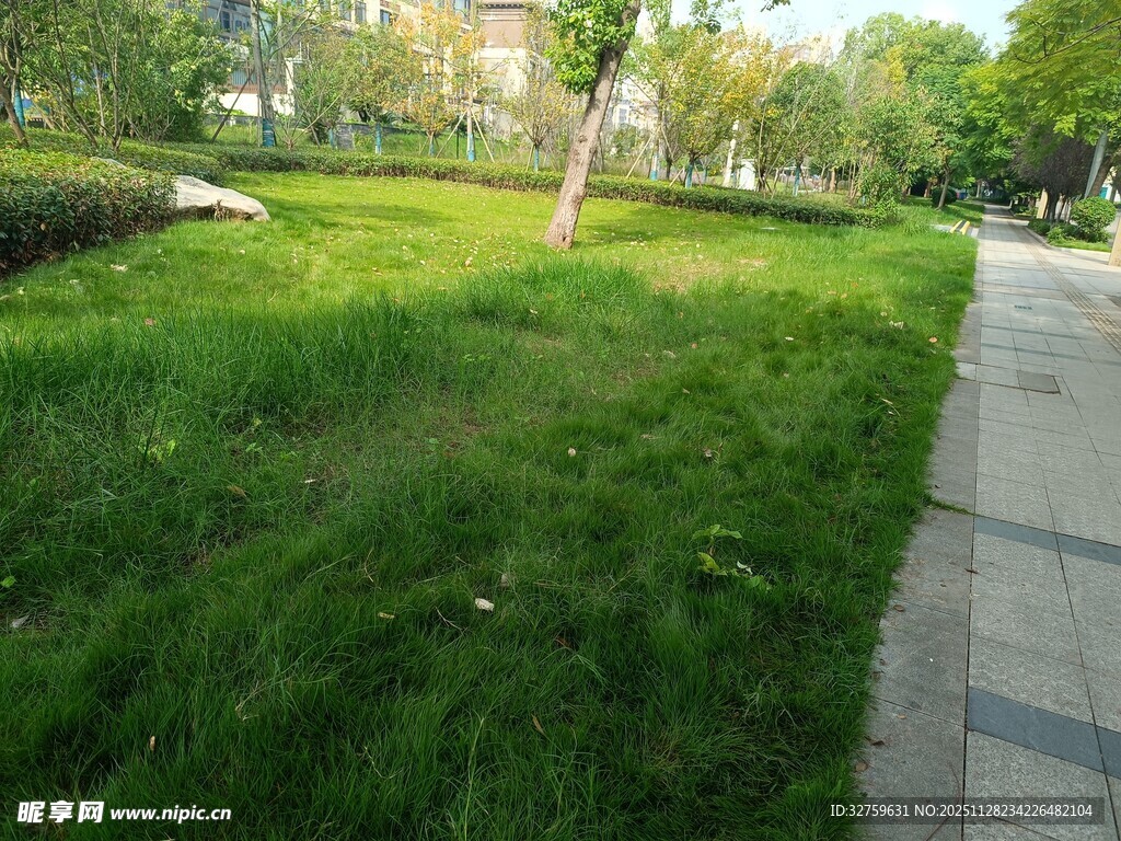 城市中的绿意草坪小径