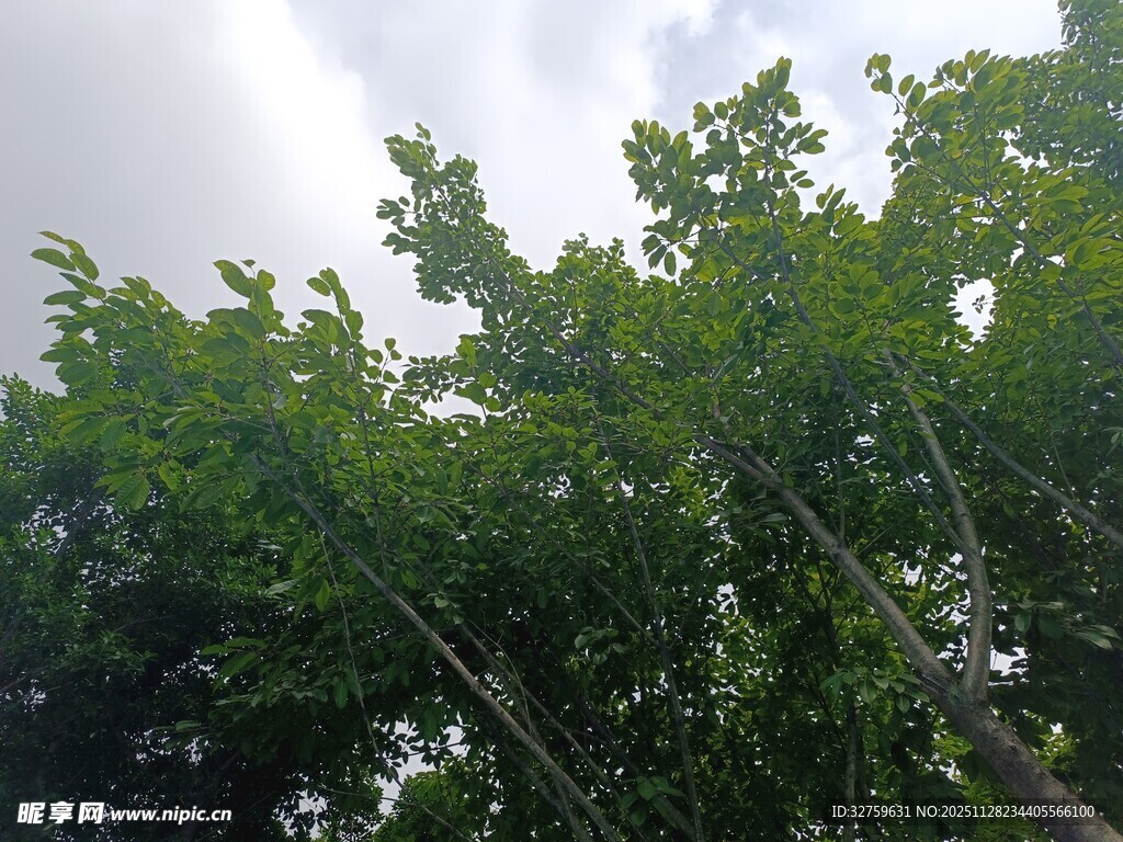 繁茂绿树 