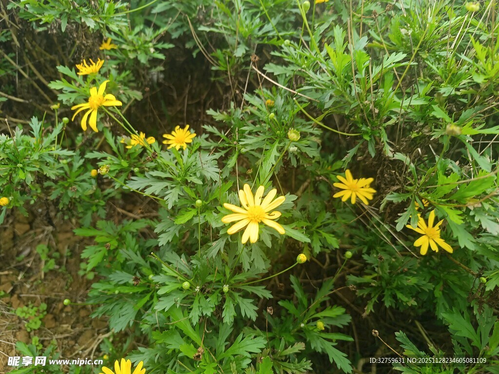 绿叶丛中的黄色小花