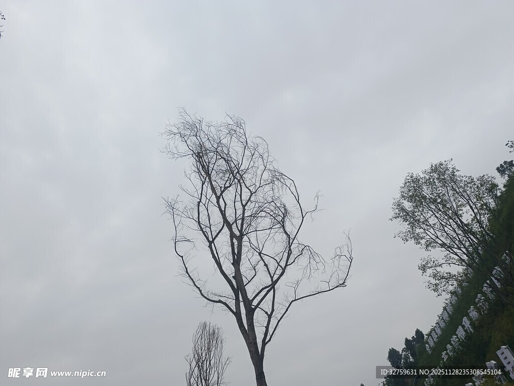枯树立于阴沉天空下