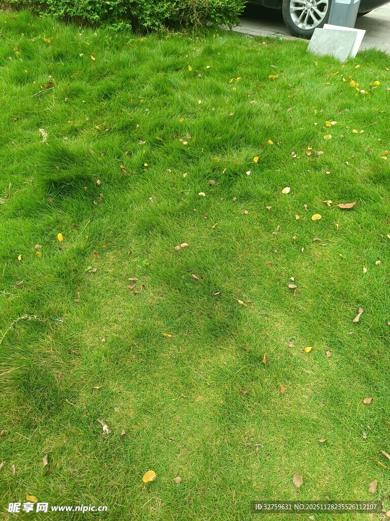 翠绿草坪展现自然生机