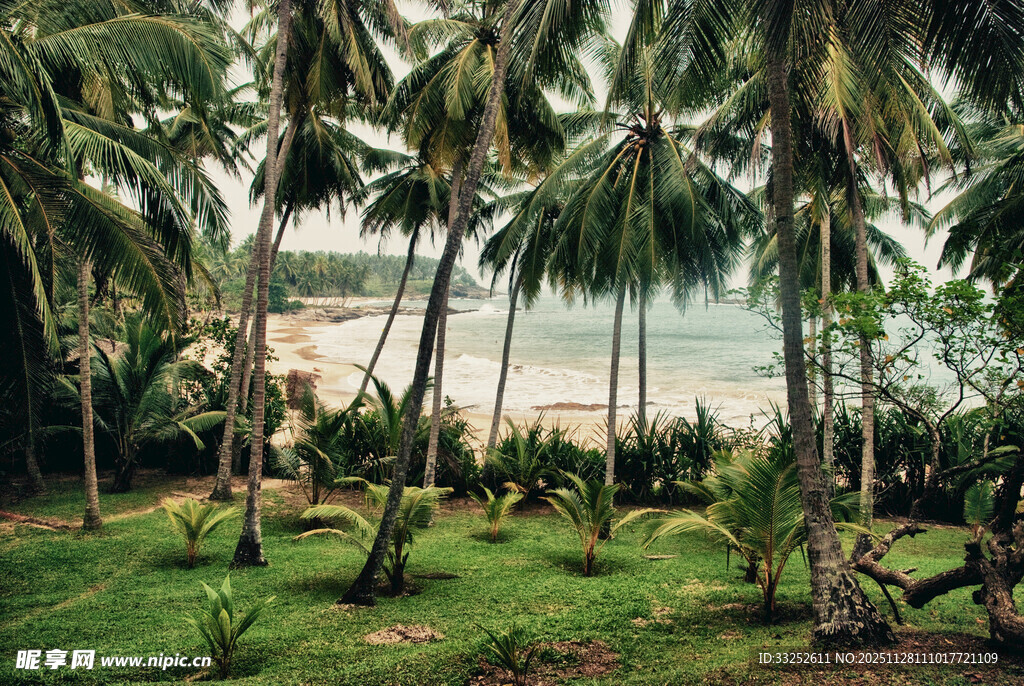 热带椰林环绕的美丽海滩