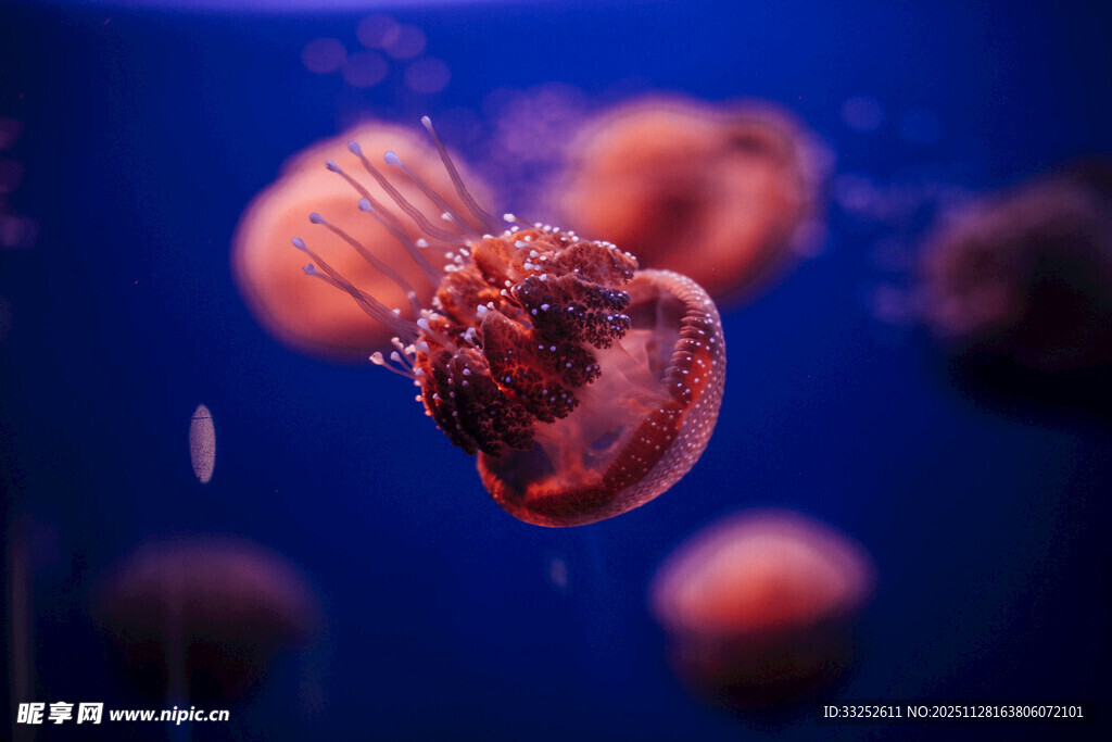 梦幻水母在水中优雅游动