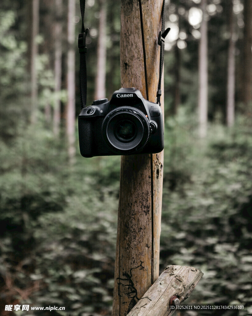 林间木桩上的专业相机