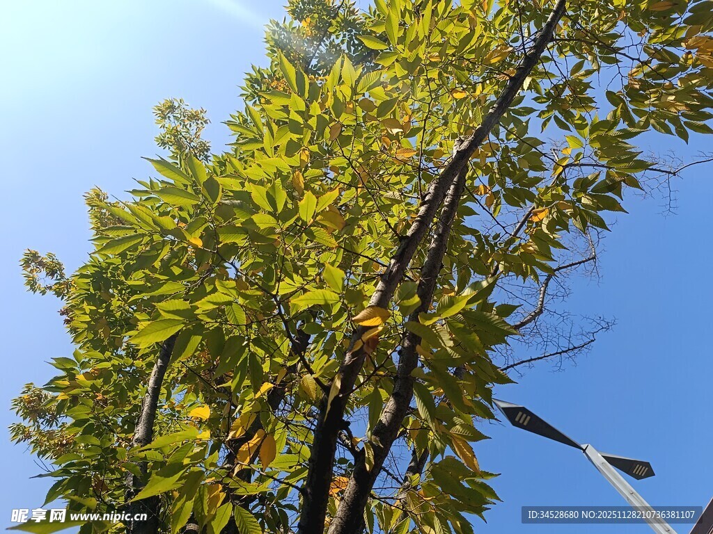 阳光下的繁茂绿树