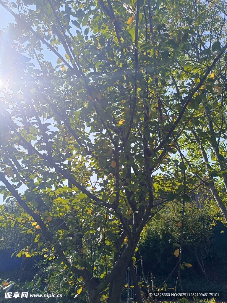 阳光洒落枝叶繁茂的树木