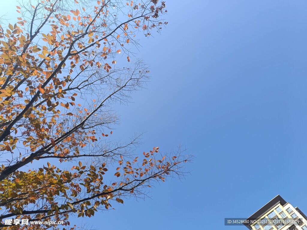 秋日树梢与蓝天建筑